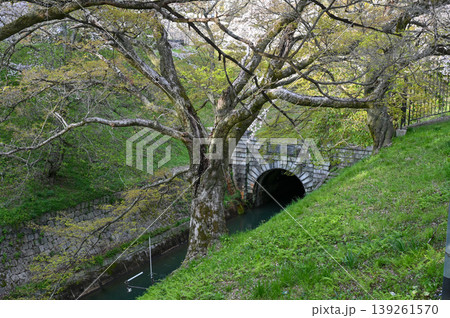 【京都】山科、琵琶湖疎水沿いの散策路、桜が満開でライトアップされていました。 【京都】山科、琵琶湖疎水沿いの散策路、桜が満開でライトアップされていました。 139261570
