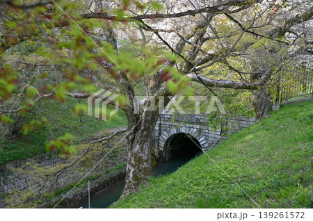 【京都】山科、琵琶湖疎水沿いの散策路、桜が満開でライトアップされていました。 【京都】山科、琵琶湖疎水沿いの散策路、桜が満開でライトアップされていました。 139261572