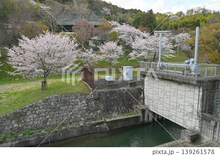 【京都】山科、琵琶湖疎水沿いの散策路、桜が満開でライトアップされていました。 【京都】山科、琵琶湖疎水沿いの散策路、桜が満開でライトアップされていました。 139261578