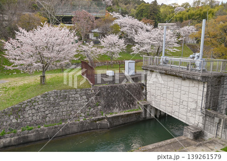 【京都】山科、琵琶湖疎水沿いの散策路、桜が満開でライトアップされていました。 【京都】山科、琵琶湖疎水沿いの散策路、桜が満開でライトアップされていました。 139261579