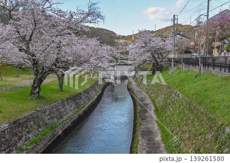 【京都】山科、琵琶湖疎水沿いの散策路、桜が満開でライトアップされていました。 【京都】山科、琵琶湖疎水沿いの散策路、桜が満開でライトアップされていました。 139261580
