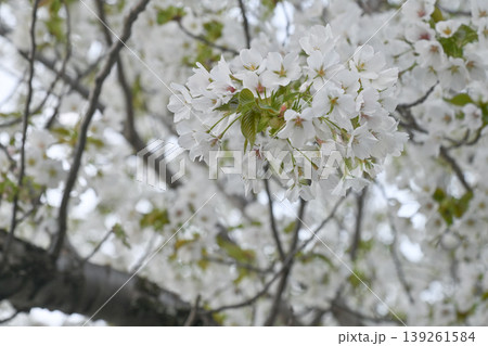 【京都】山科、琵琶湖疎水沿いの散策路、桜が満開でライトアップされていました。 【京都】山科、琵琶湖疎水沿いの散策路、桜が満開でライトアップされていました。 139261584