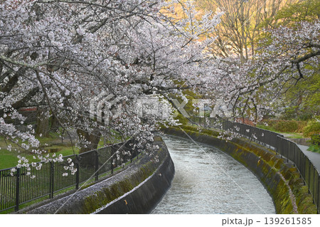 【京都】山科、琵琶湖疎水沿いの散策路、桜が満開でライトアップされていました。 【京都】山科、琵琶湖疎水沿いの散策路、桜が満開でライトアップされていました。 139261585