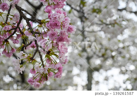 【京都】山科、琵琶湖疎水沿いの散策路、桜が満開でライトアップされていました。 【京都】山科、琵琶湖疎水沿いの散策路、桜が満開でライトアップされていました。 139261587