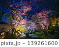 【京都】山科、琵琶湖疎水沿いの散策路、桜が満開でライトアップされていました。 139261600
