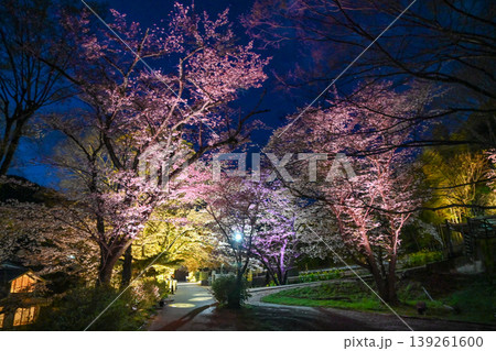 【京都】山科、琵琶湖疎水沿いの散策路、桜が満開でライトアップされていました。 139261600