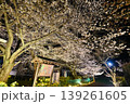 【京都】山科、琵琶湖疎水沿いの散策路、桜が満開でライトアップされていました。 139261605