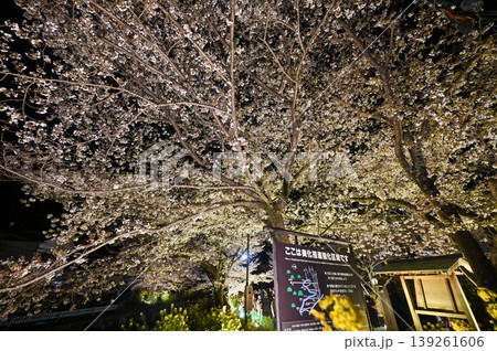 【京都】山科、琵琶湖疎水沿いの散策路、桜が満開でライトアップされていました。 【京都】山科、琵琶湖疎水沿いの散策路、桜が満開でライトアップされていました。 139261606