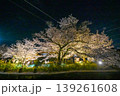 【京都】山科、琵琶湖疎水沿いの散策路、桜が満開でライトアップされていました。 139261608