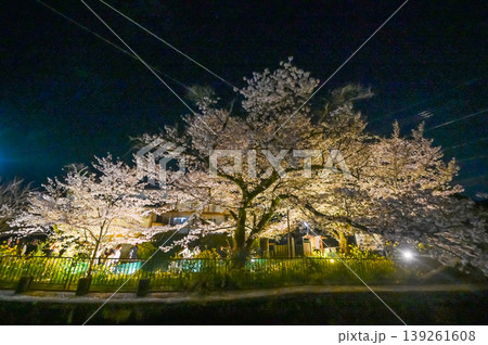 【京都】山科、琵琶湖疎水沿いの散策路、桜が満開でライトアップされていました。 【京都】山科、琵琶湖疎水沿いの散策路、桜が満開でライトアップされていました。 139261608