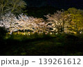【京都】山科、琵琶湖疎水沿いの散策路、桜が満開でライトアップされていました。 139261612