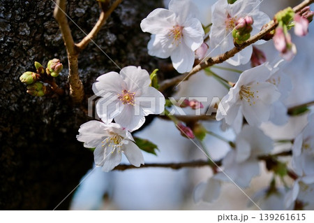 向島百花園の桜 139261615