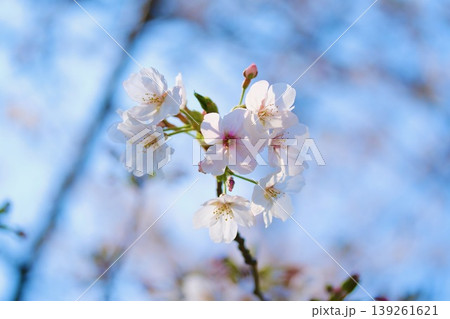 向島百花園の桜 向島百花園の桜 139261621