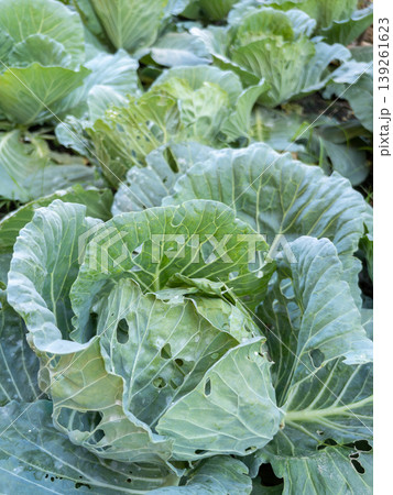 Organic Cabbage Plants with Insect Leaf Damage in Farm Organic Cabbage Plants with Insect Leaf Damage in Farm 139261623