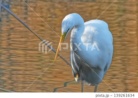 サギ 139261634