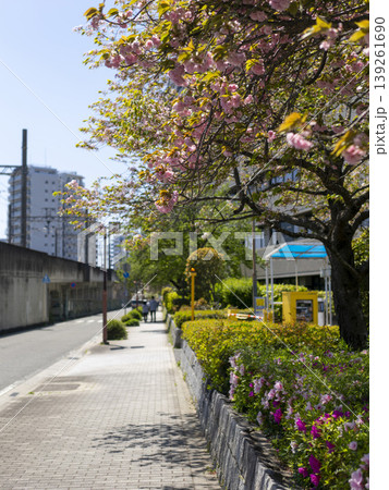 八重桜が咲く通りの風景 八重桜が咲く通りの風景 139261690