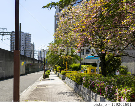 八重桜が咲く通りの風景 八重桜が咲く通りの風景 139261691