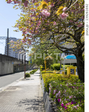 八重桜が咲く通りの風景 八重桜が咲く通りの風景 139261692