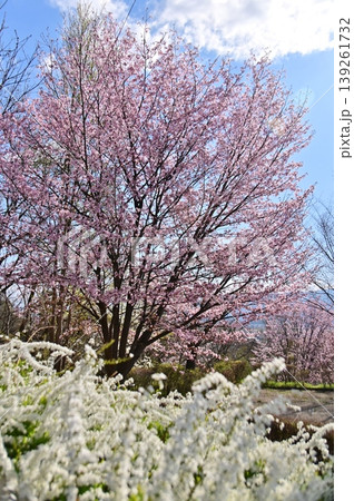 青空をバックにした満開の大山桜とユキヤナギの垣根 青空をバックにした満開の大山桜とユキヤナギの垣根 139261732