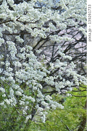 満開の白い花のオオシマザクラ 139261733