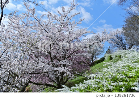 青空に映える満開の桜とユキヤナギの垣根 139261736