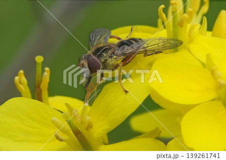花に止まる昆虫 139261741