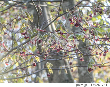 春の野山で目立つハウチワカエデの新芽と垂れ下がって咲く紫紅色の可愛い花 春の野山で目立つハウチワカエデの新芽と垂れ下がって咲く紫紅色の可愛い花 139261751