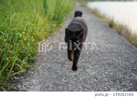堤防で遊ぶ黒猫 堤防で遊ぶ黒猫 139262168
