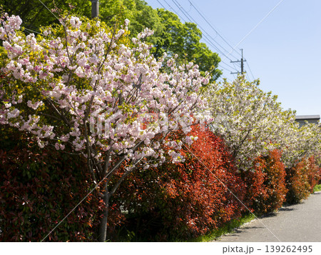 猪名川の堤防沿いに咲く八重桜とベニカナメモチ 猪名川の堤防沿いに咲く八重桜とベニカナメモチ 139262495