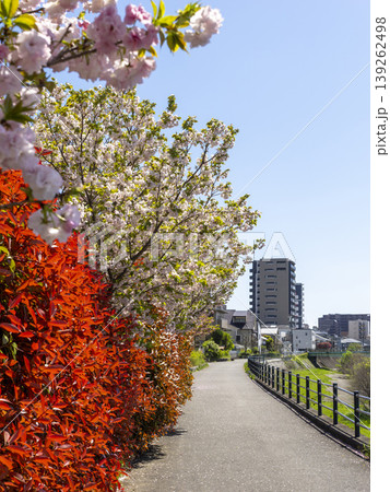 猪名川の堤防沿いに咲く八重桜とベニカナメモチ 139262498