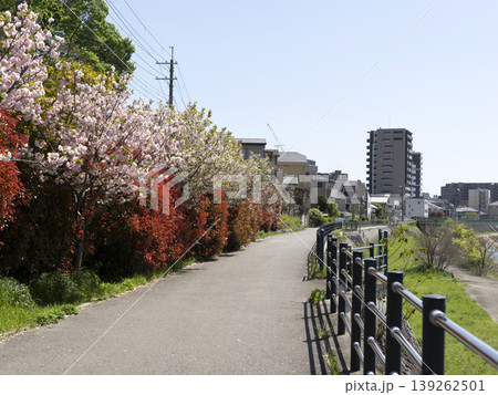 猪名川の堤防沿いに咲く八重桜とベニカナメモチ 猪名川の堤防沿いに咲く八重桜とベニカナメモチ 139262501