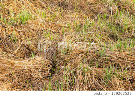 dry yellow last year grass mixed with fresh green 139262525