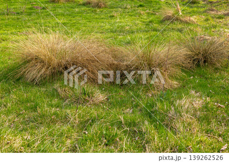 dry yellow last year grass mixed with fresh green dry yellow last year grass mixed with fresh green 139262526