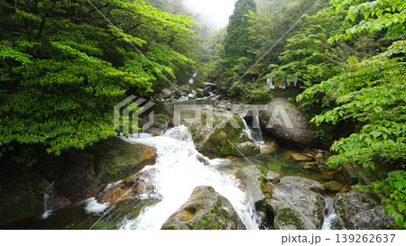 白谷雲水峡 屋久島 139262637