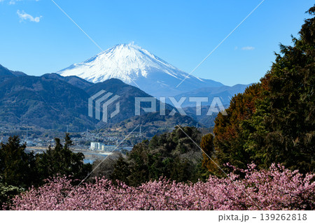 松田山自然館から見える富士山と河津桜 松田山自然館から見える富士山と河津桜 139262818
