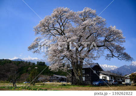 南アルプスと北杜市山高の一本桜 南アルプスと北杜市山高の一本桜 139262822