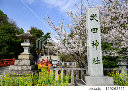 春爛漫武田神社から街へ真っ直ぐ伸びるの桜 139262825