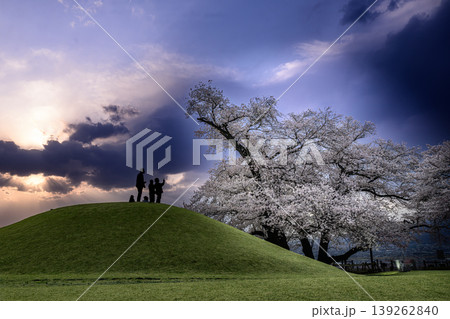 夕暮れの八代ふるさと公園の桜を古墳の上から見る人たち 139262840