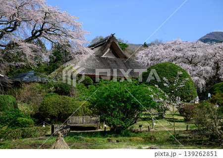 御殿場秩父宮記念公園の桜と旧宮様邸 御殿場秩父宮記念公園の桜と旧宮様邸 139262851