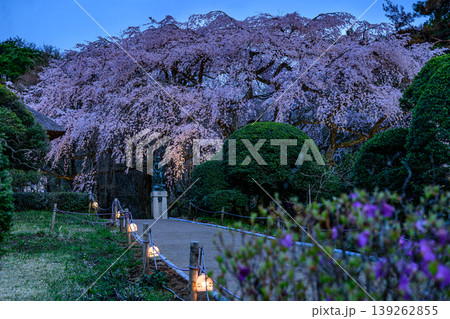 御殿場秩父宮記念公園の夜桜 139262855