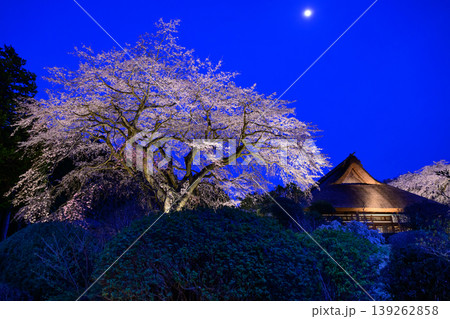 御殿場秩父宮記念公園のライトアップされた夜桜と旧宮様邸 139262858