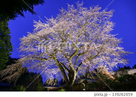 御殿場秩父宮記念公園の夜桜 御殿場秩父宮記念公園の夜桜 139262859