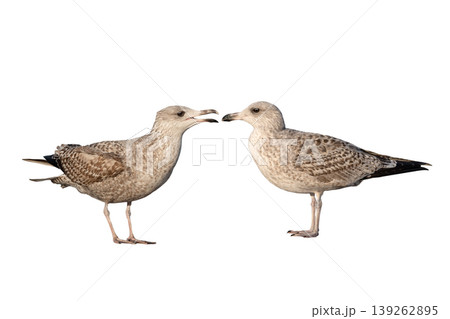 two white gull Larus michahellis fuscus isolated on white background two white gull Larus michahellis fuscus isolated on white background 139262895