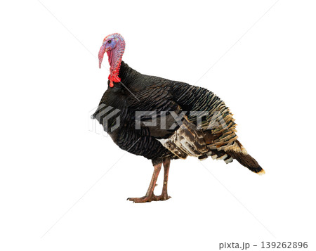 male turkey isolated on white background 139262896
