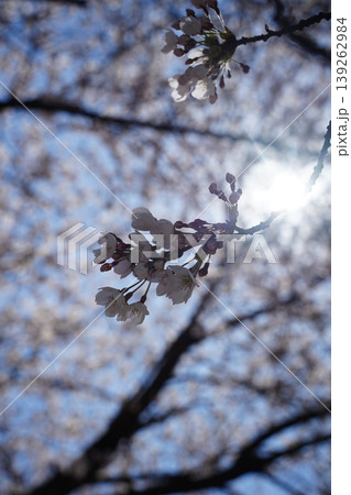 Beautiful cherry blossom flowers blooming against blue sky with bright sun flare in spring Beautiful cherry blossom flowers blooming against blue sky with bright sun flare in spring 139262984