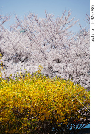 Vibrant yellow forsythia flowers and white cherry blossoms blooming together under a blue sky in spring Vibrant yellow forsythia flowers and white cherry blossoms blooming together under a blue sky in spring 139262985