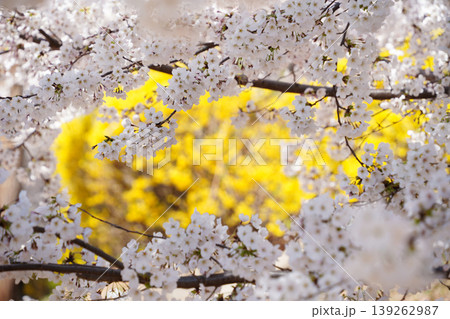 Beautiful white cherry blossom branches framing a blurry yellow forsythia background in spring Beautiful white cherry blossom branches framing a blurry yellow forsythia background in spring 139262987