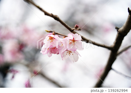 Close up of delicate pink cherry blossom flowers with raindrops on a branch after rain Close up of delicate pink cherry blossom flowers with raindrops on a branch after rain 139262994