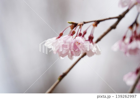 Close up of delicate pink cherry blossom flowers with raindrops on a branch after rain Close up of delicate pink cherry blossom flowers with raindrops on a branch after rain 139262997