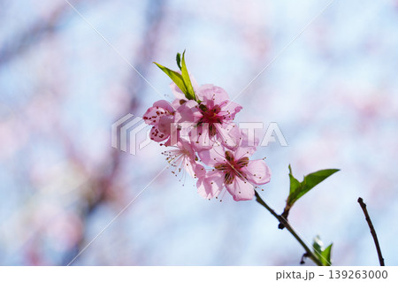 Beautiful pink peach blossom flowers blooming on a branch with fresh green leaves in spring 139263000